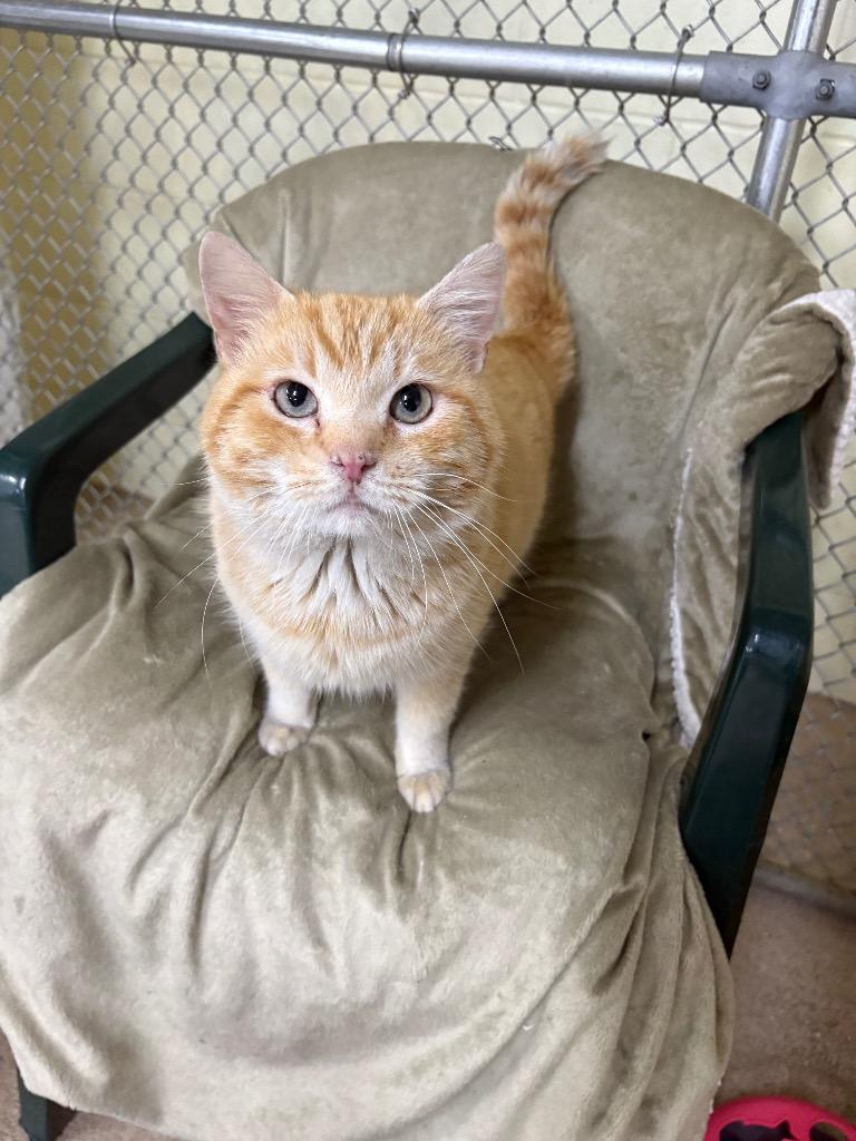 Enlarge Donatello, a Adoptable mixed breed in Waverly, NY image 3/5