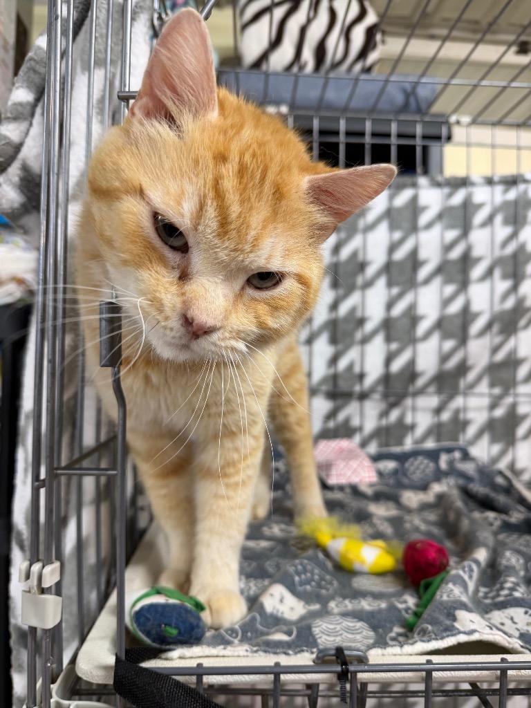 Enlarge Donatello, a Adoptable mixed breed in Waverly, NY image 4/5