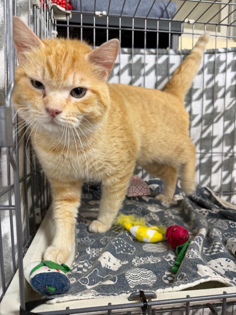 Enlarge Donatello, a Adoptable mixed breed in Waverly, NY image 5/5