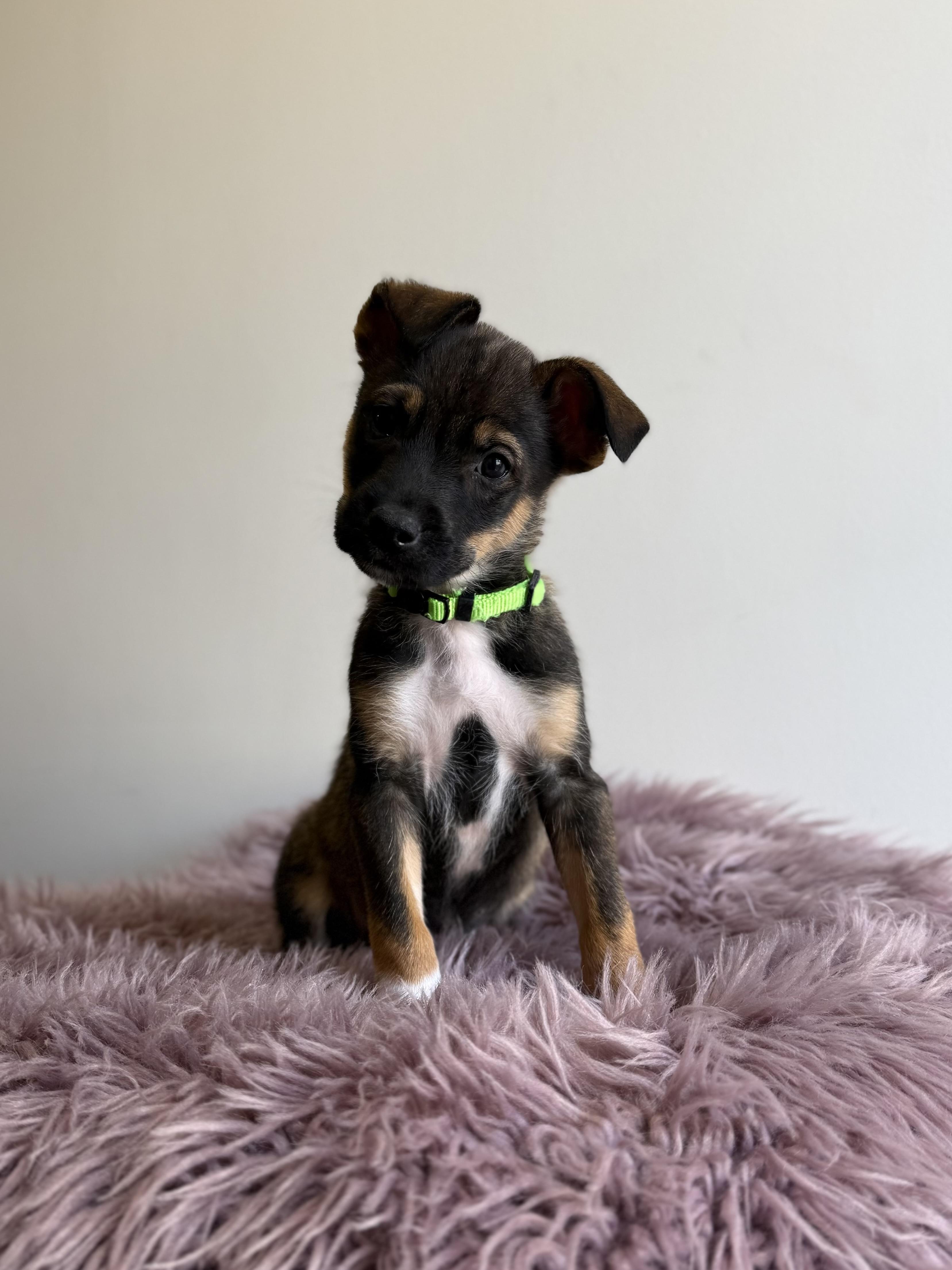 Sir Didymus, an adopted mixed breed in Eagle, CO image 6/6