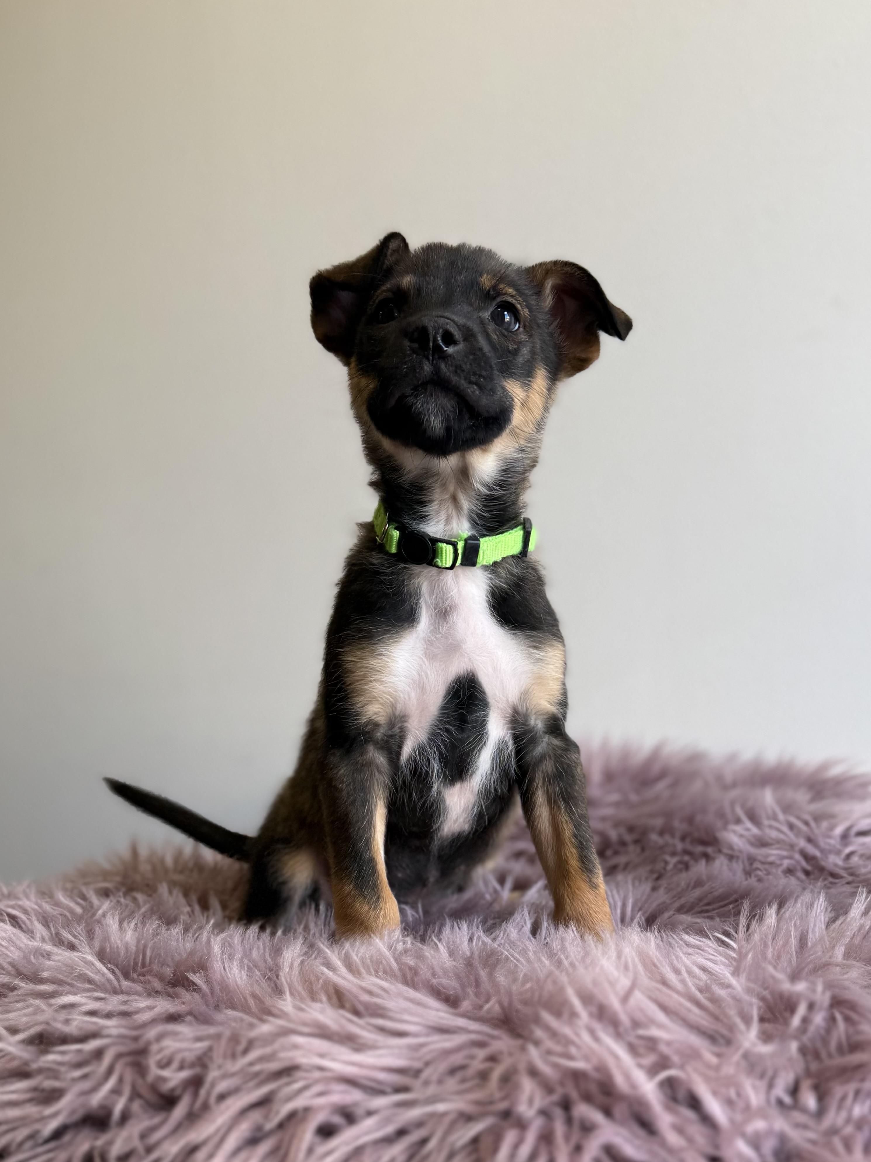Sir Didymus, an adopted mixed breed in Eagle, CO image 5/6
