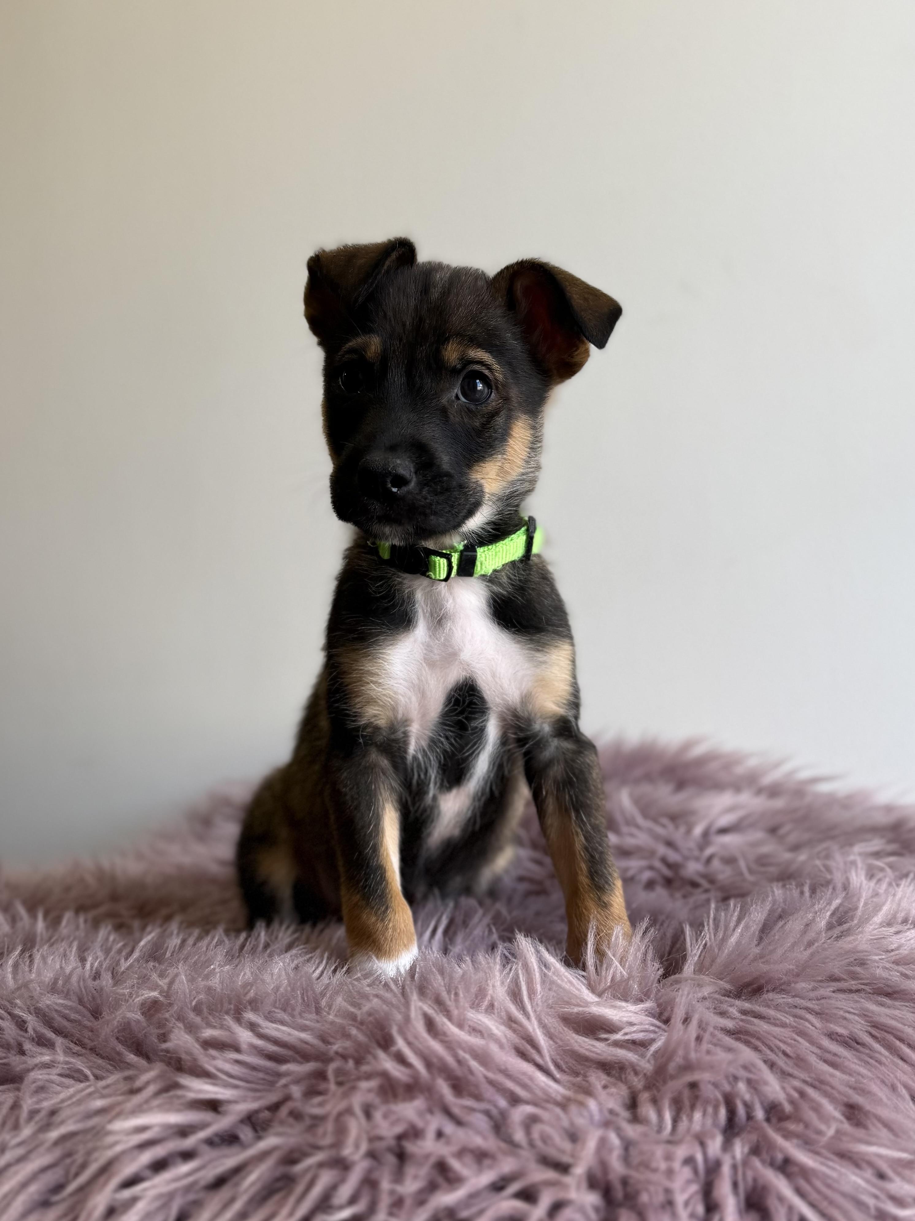 Sir Didymus, an adopted mixed breed in Eagle, CO image 2/6