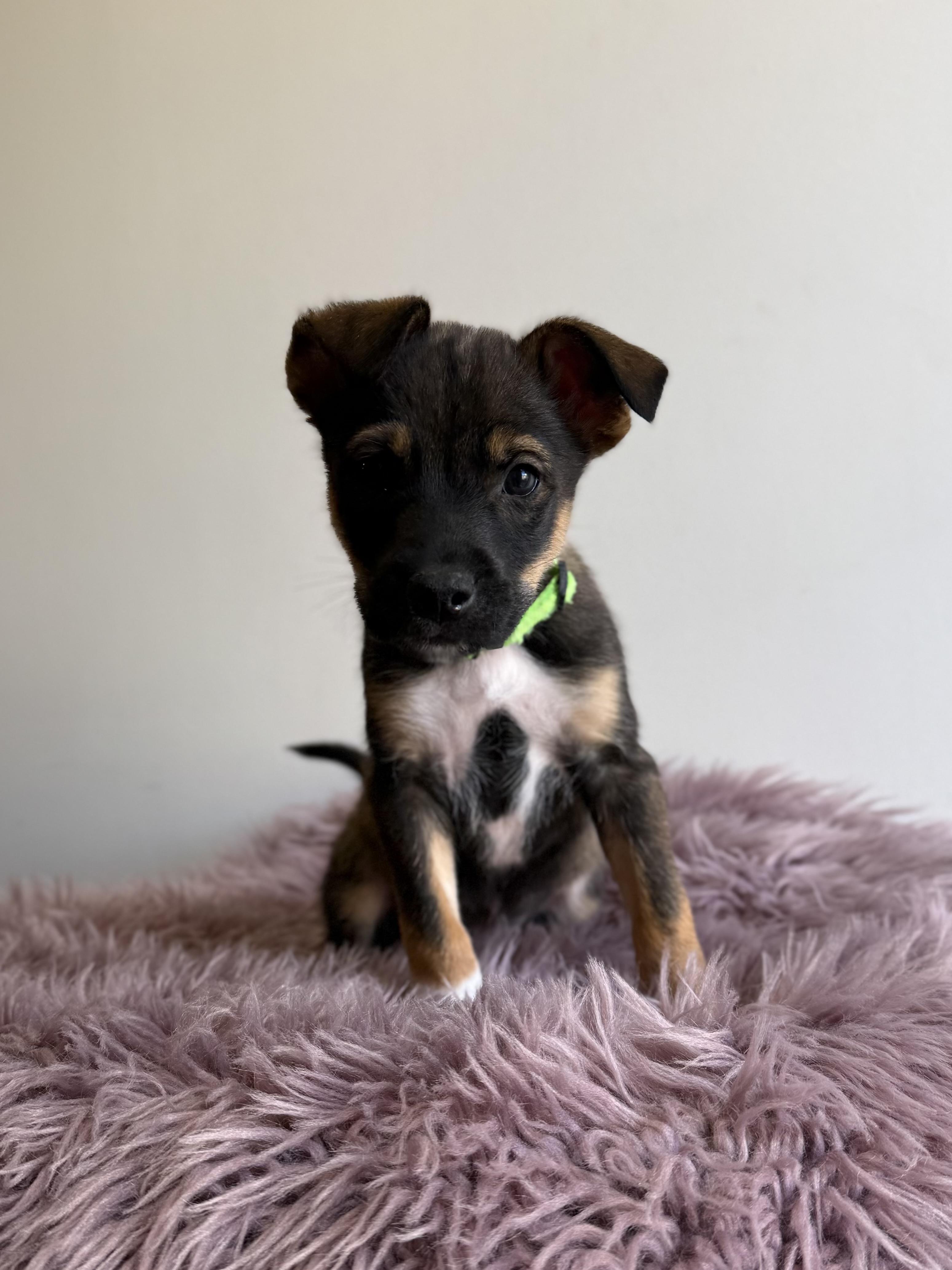 Sir Didymus, an adopted mixed breed in Eagle, CO image 1/6