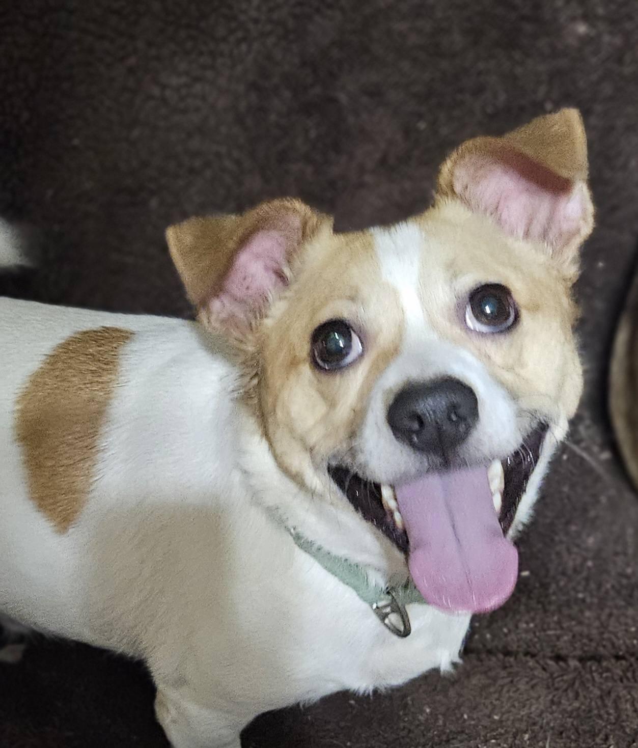 Enlarge Jack, a Adoptable mixed breed in Fairmont, WV image 1/3