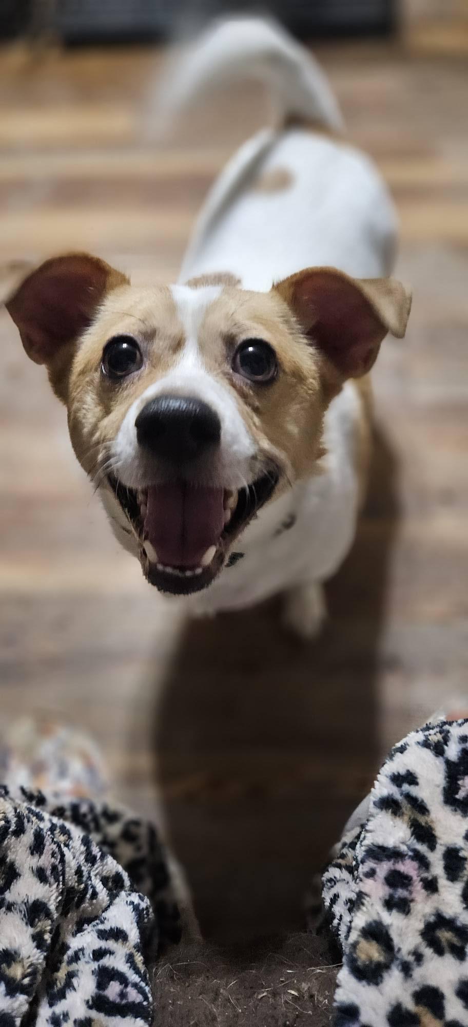 Enlarge Jack, a Adoptable mixed breed in Fairmont, WV image 2/3