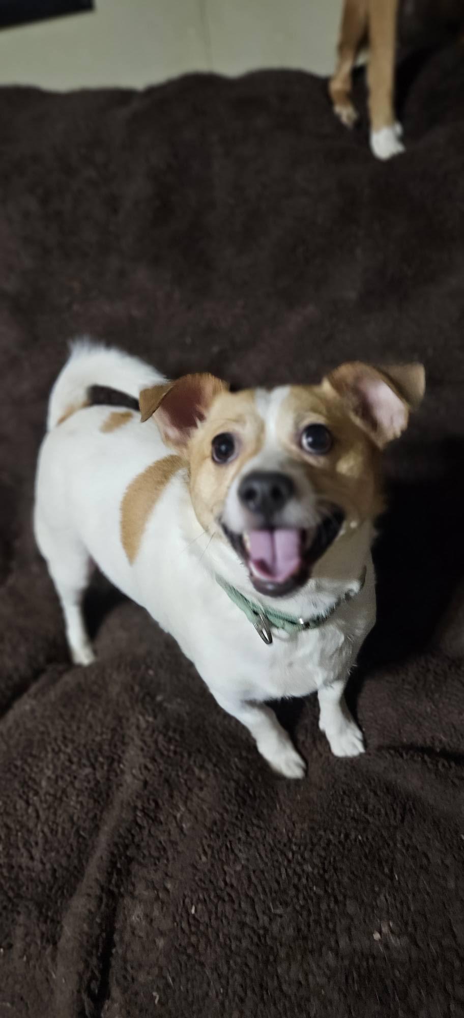 Enlarge Jack, a Adoptable mixed breed in Fairmont, WV image 3/3