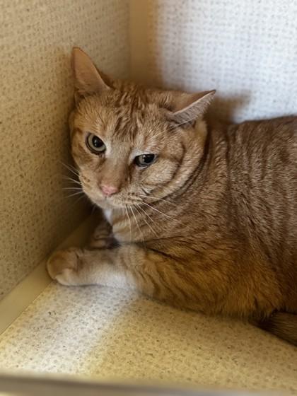 Remy, Adoptable, Adult Male Domestic Short Hair.
