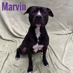 Enlarge Marvin, a ADOPTABLE Mixed Breed in Pleasantville, NJ image 1/1