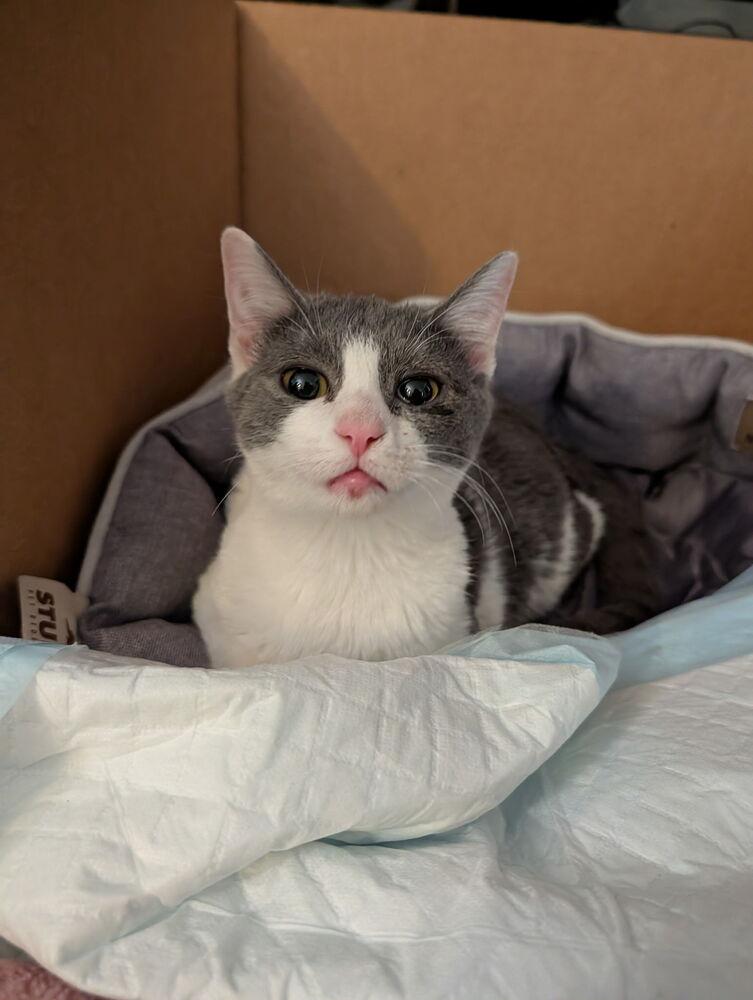 Indio, Adoptable, Kitten Male Domestic Short Hair.