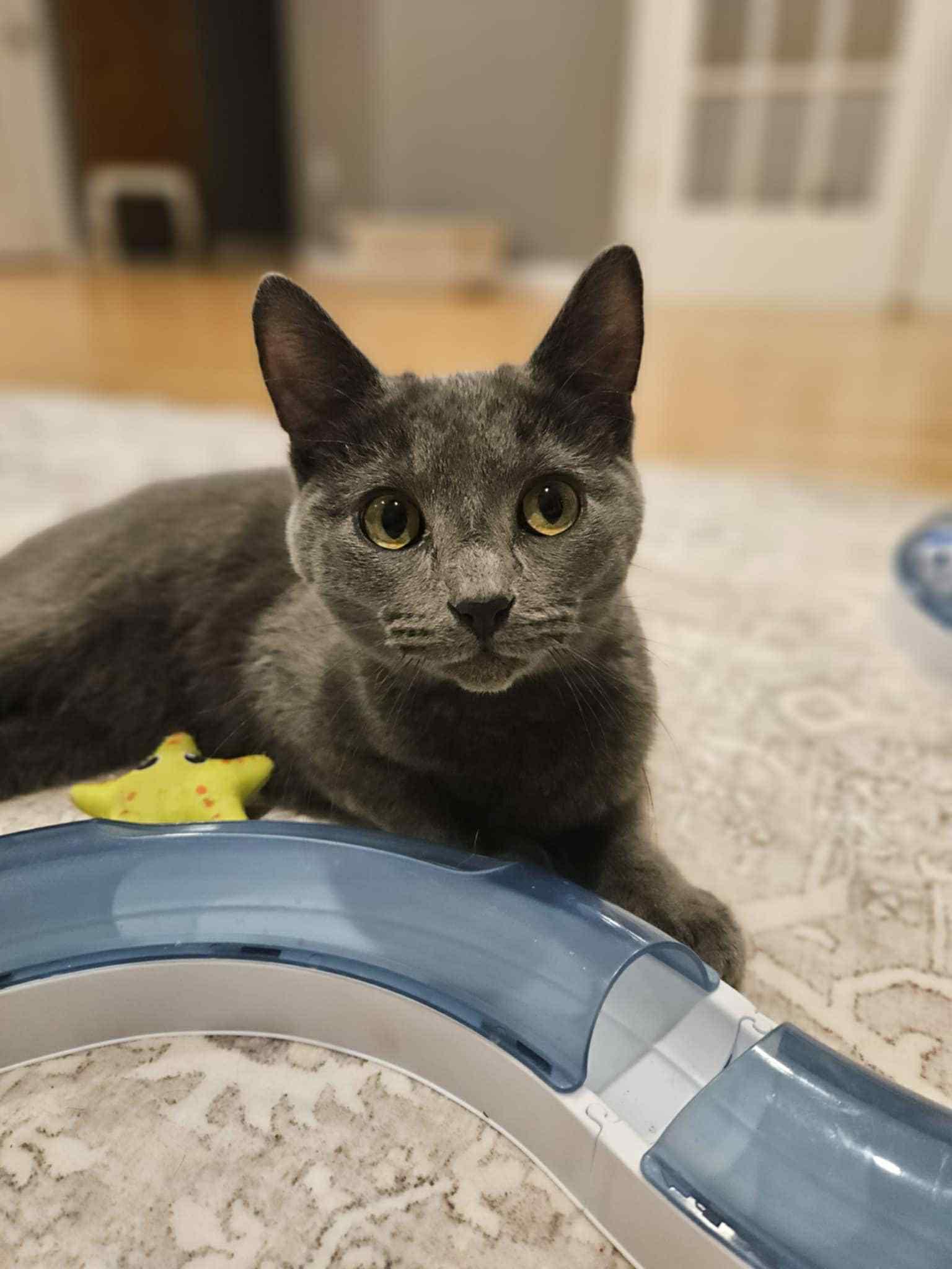 Enlarge Larry, a Adopted Domestic Short Hair in Crystal, MN image 1/2