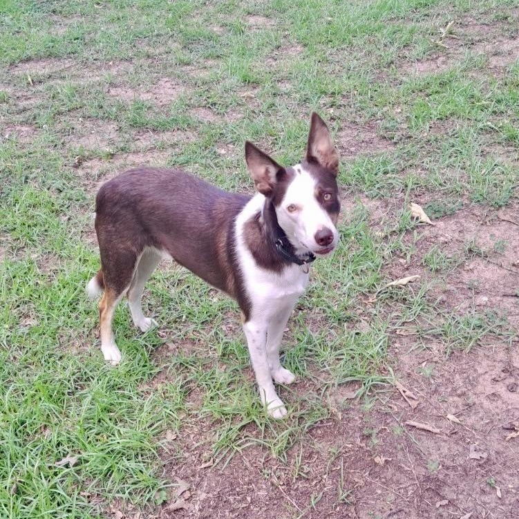 Whisky, ADOPTABLE, Adult Male Border Collie.