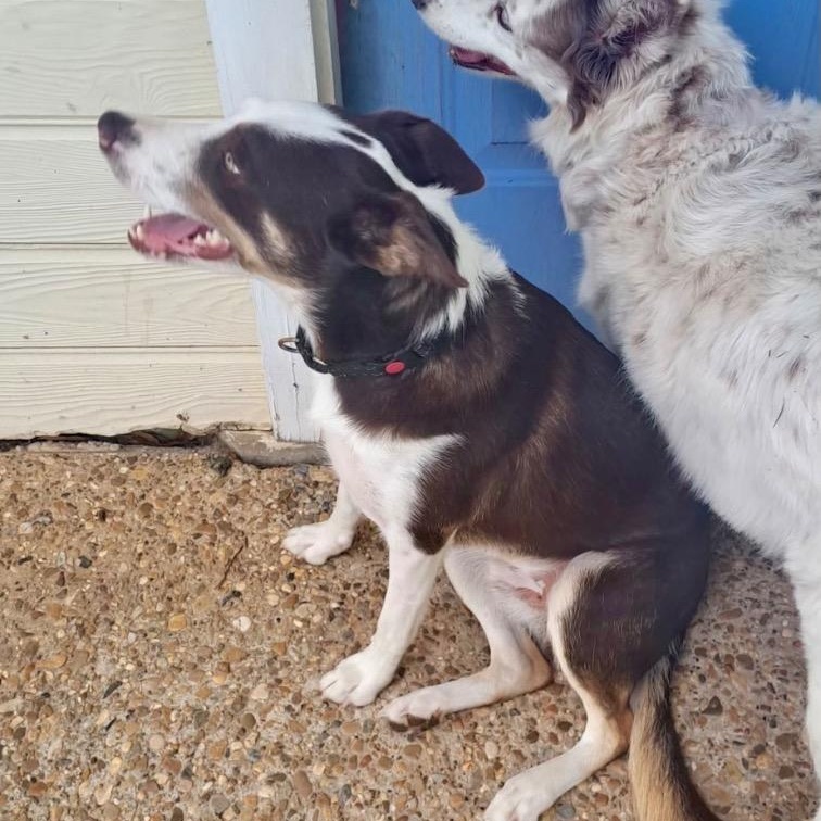 Enlarge Whisky, a ADOPTABLE Border Collie in Gloster, LA image 3/4