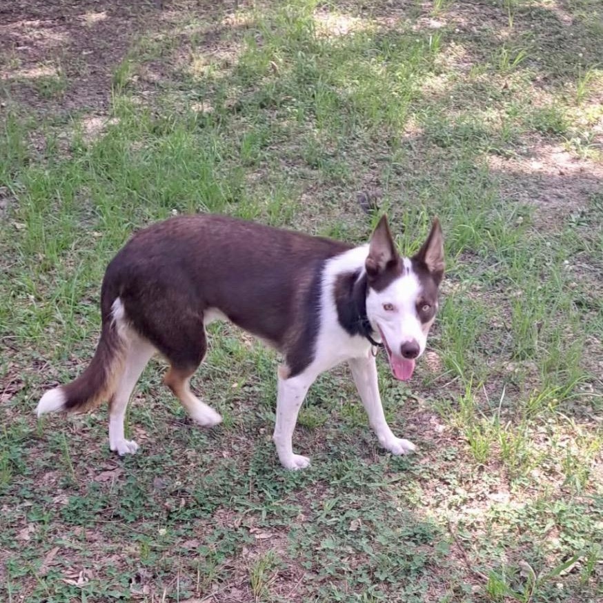 Enlarge Whisky, a ADOPTABLE Border Collie in Gloster, LA image 4/4