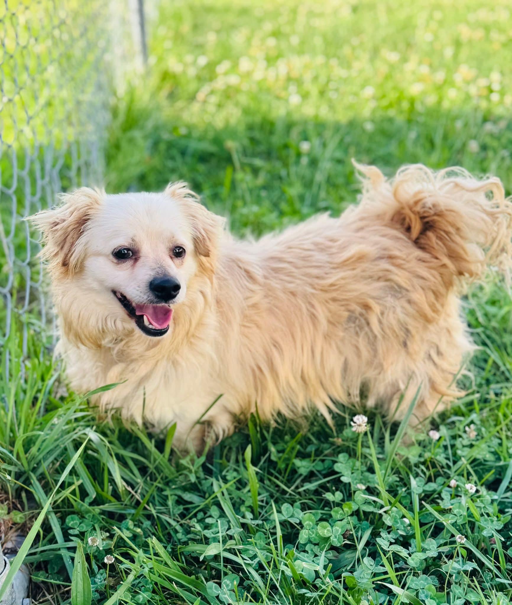 Scooby, Adult Male Mixed Breed