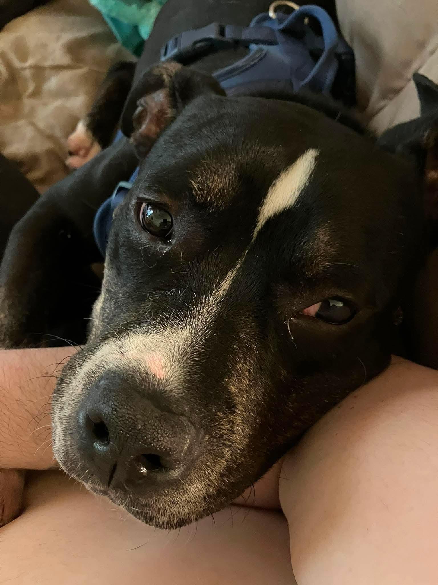Bowser, Adoptable, Young Male American Bulldog & Boxer.