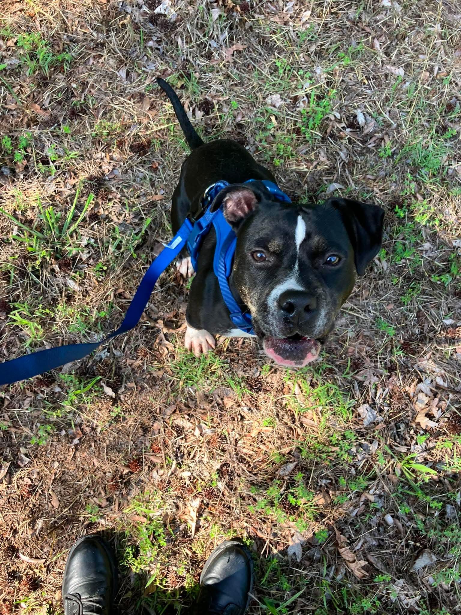 Enlarge Bowser, a Adoptable mixed breed in Mint Hill, NC image 2/3