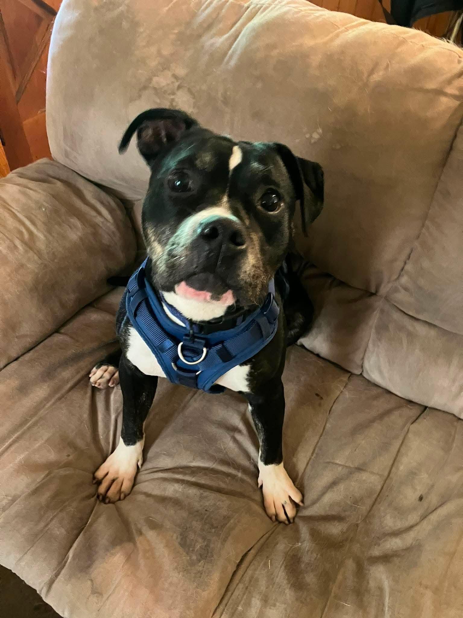 Enlarge Bowser, a Adoptable mixed breed in Mint Hill, NC image 3/3