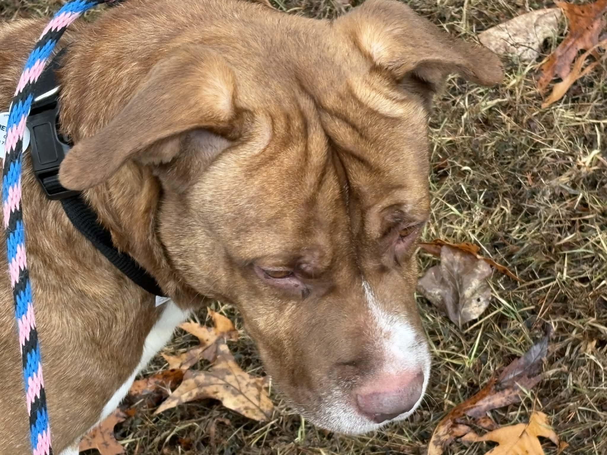 Enlarge Hogan, a Adoptable mixed breed in Severn, MD image 2/4