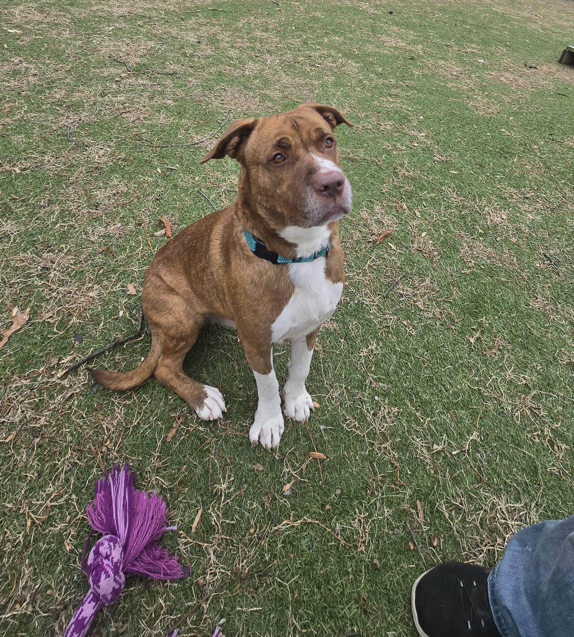 Hogan, Adoptable, Adult Male Terrier.