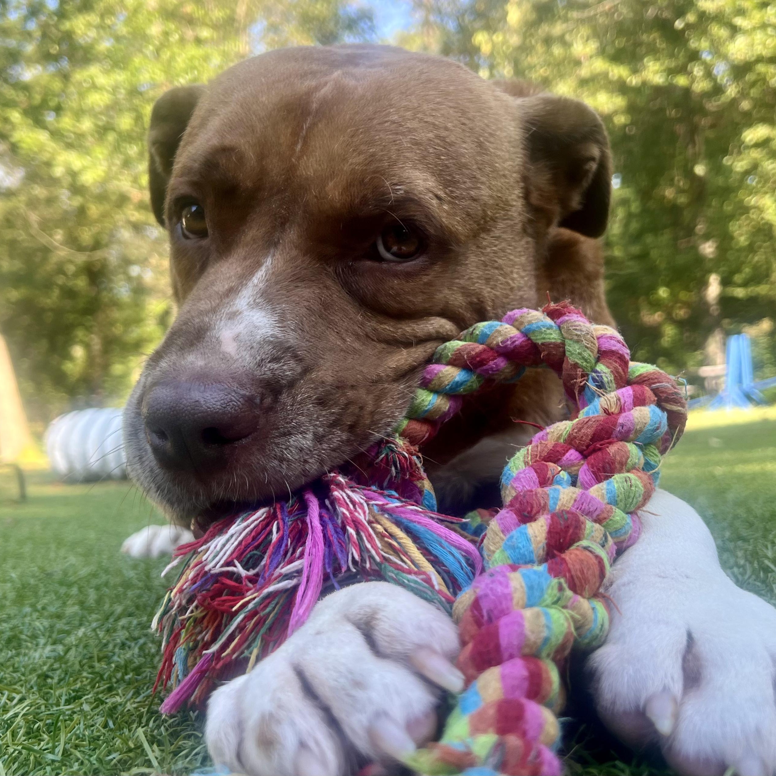 Hogan, Adoptable, Adult Male Terrier.