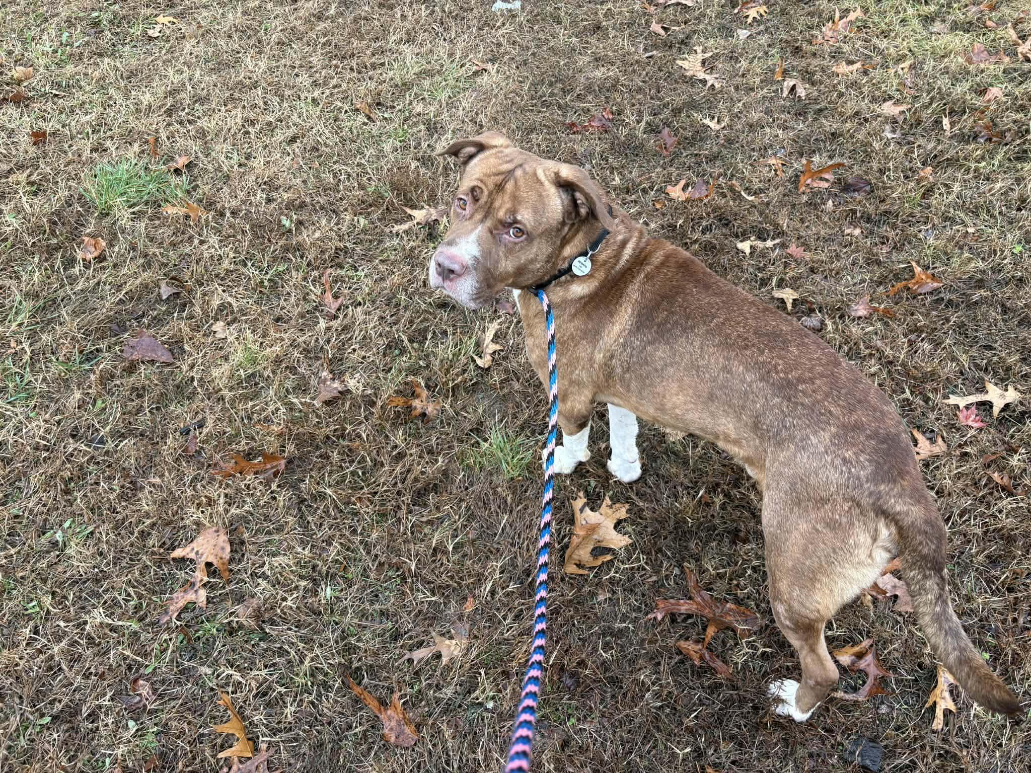 Enlarge Hogan, a Adoptable mixed breed in Severn, MD image 3/4