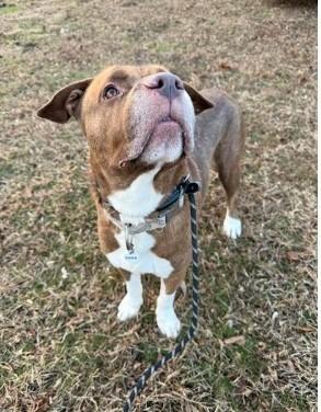 Hogan, Adoptable, Adult Male Terrier.