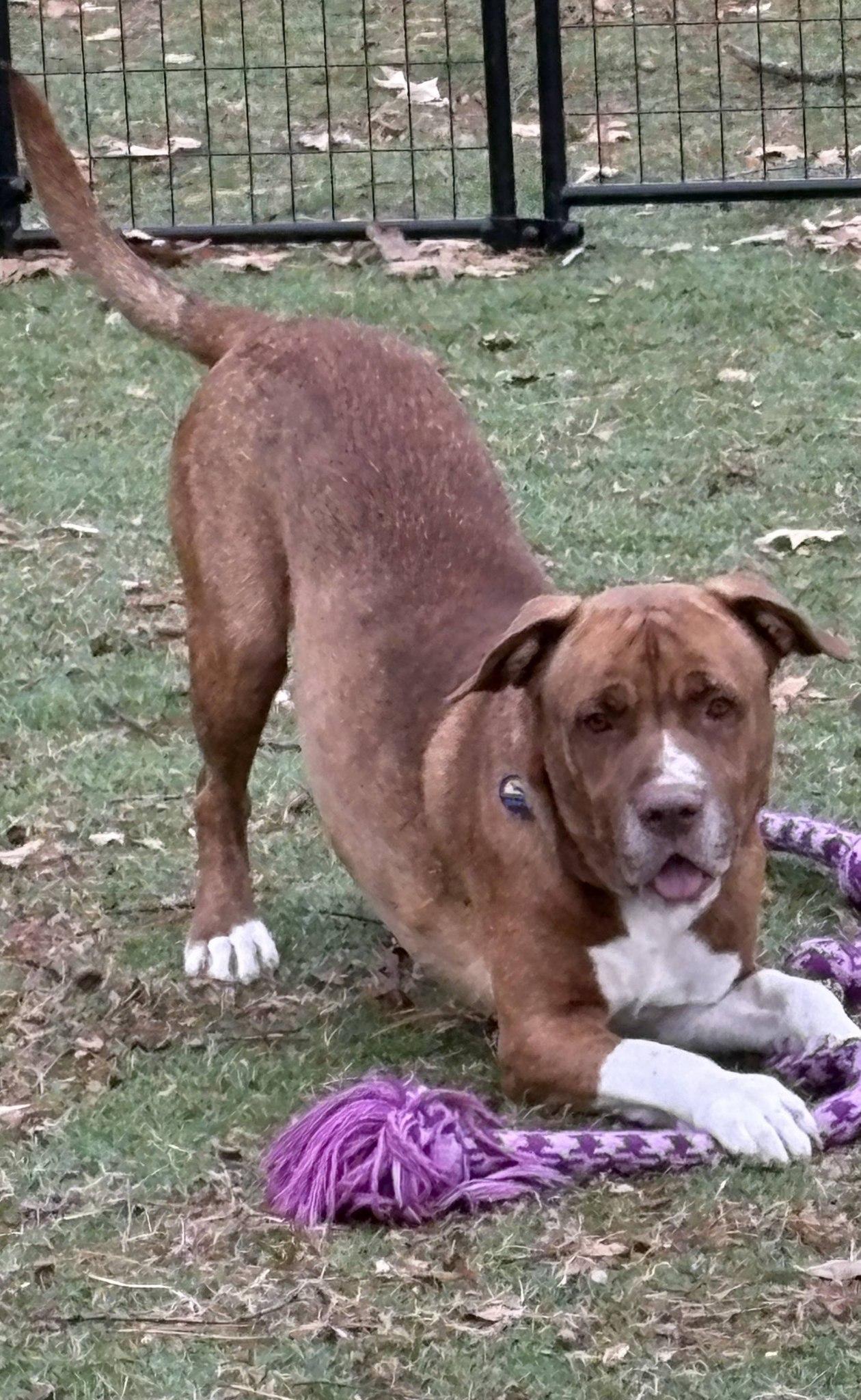 Enlarge Hogan, a Adoptable mixed breed in Severn, MD image 2/6