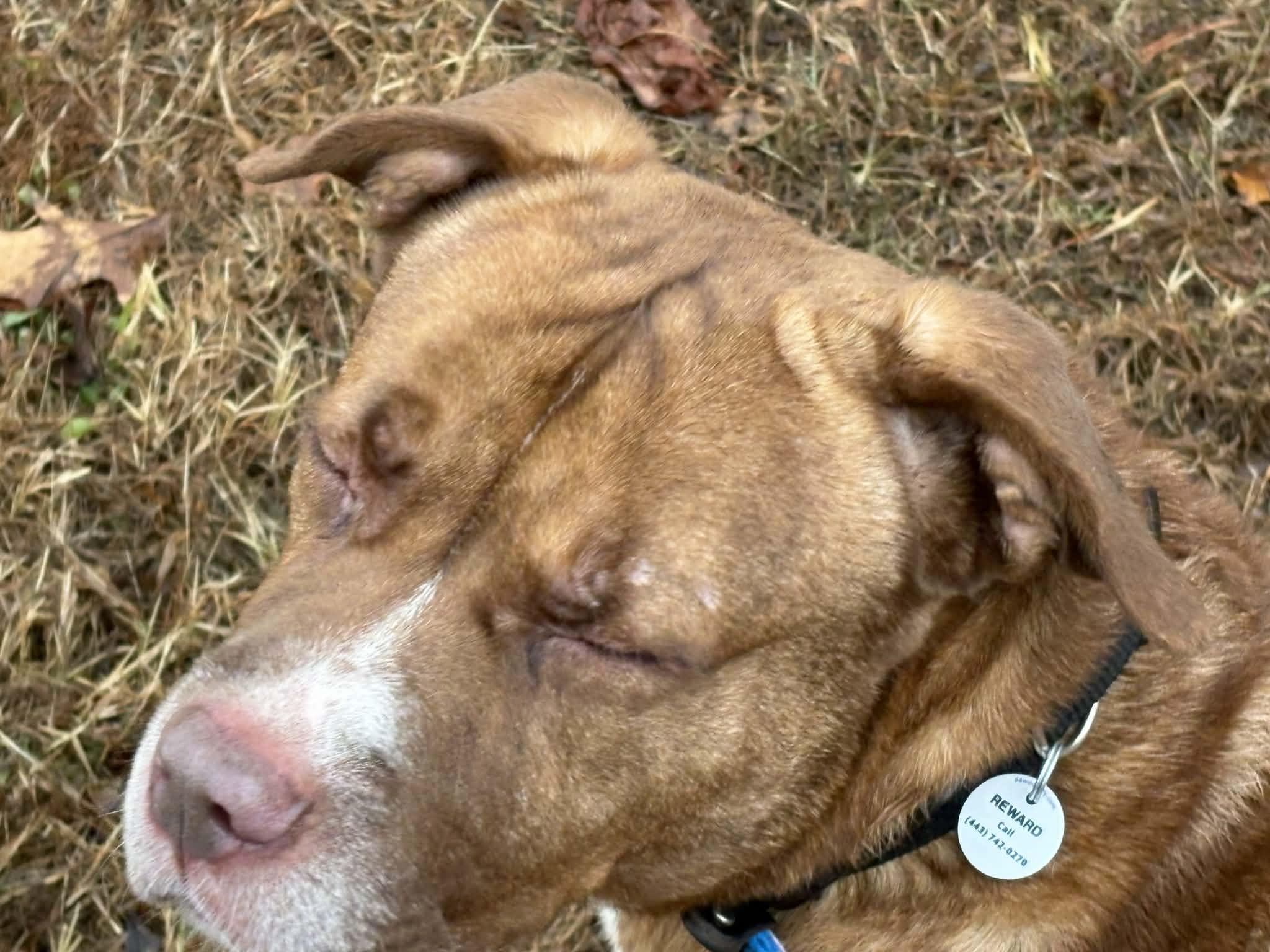 Enlarge Hogan, a Adoptable mixed breed in Severn, MD image 4/4