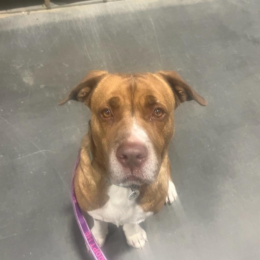 Hogan, Adoptable, Adult Male Terrier.