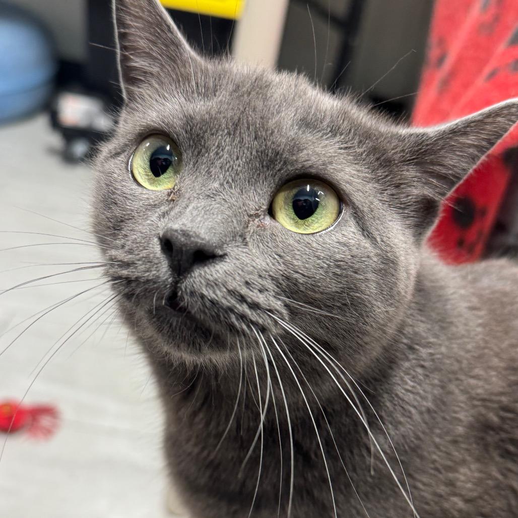 Skyee ARC2026-120, a Adoptable Domestic Medium Hair in Akron, NY image 1/4