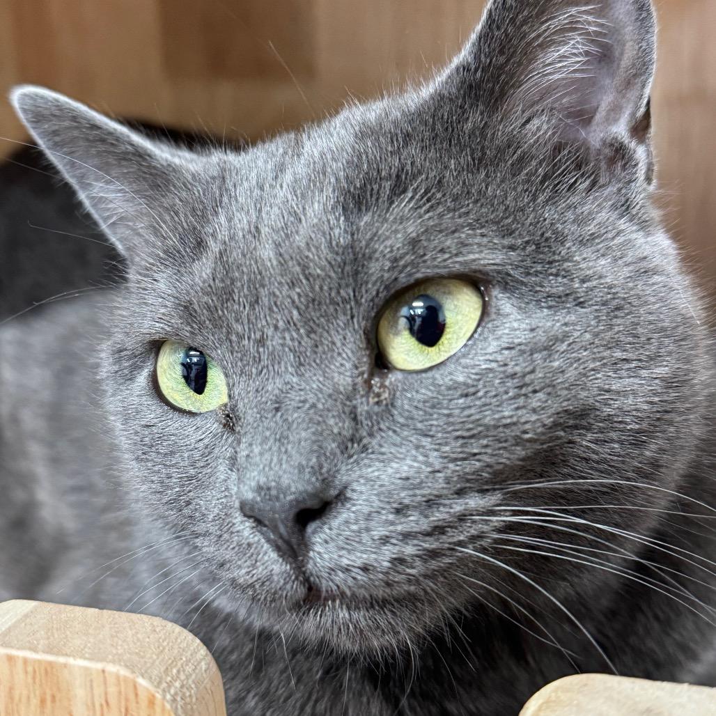 Skyee ARC2026-120, a Adoptable Domestic Medium Hair in Akron, NY image 2/4