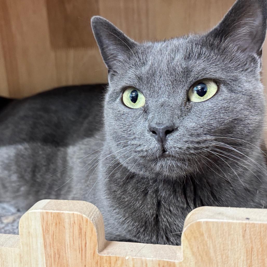 Skyee ARC2026-120, a Adoptable Domestic Medium Hair in Akron, NY image 3/4