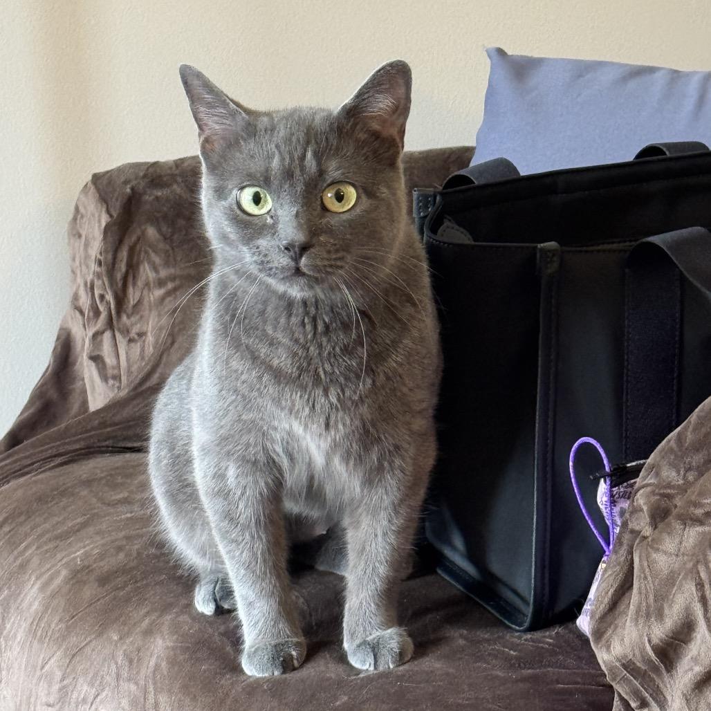 Skyee ARC2026-120, Adoptable, Adult Female Domestic Medium Hair.