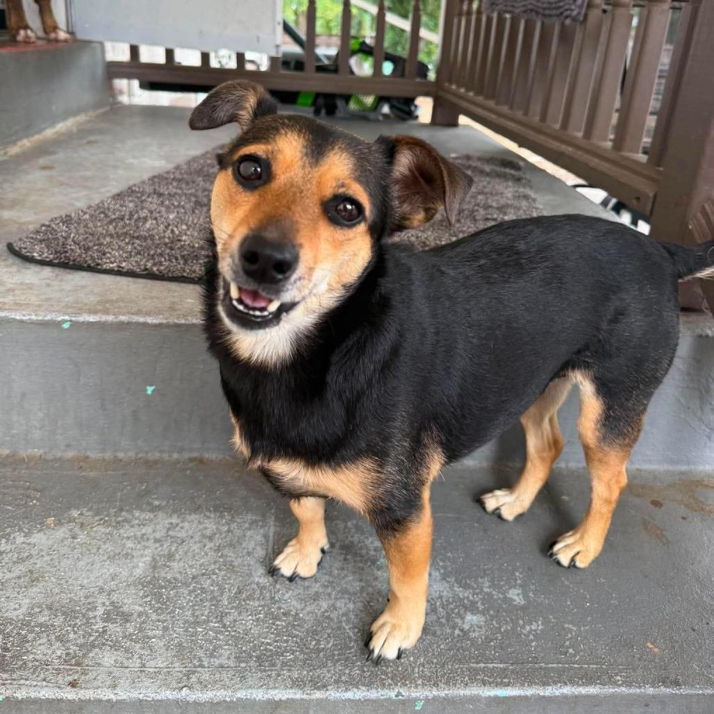 Cotton, Adoptable, Adult Female Beagle & Chihuahua.