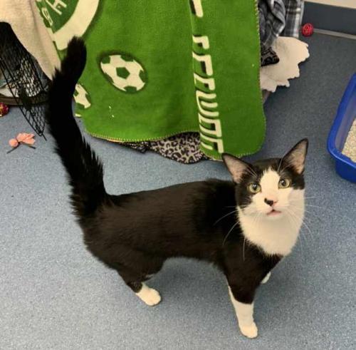 Ozzy, Adoptable, Young Male Domestic Short Hair.