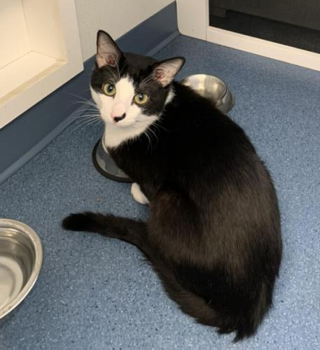 Enlarge Ozzy, a Adoptable Domestic Short Hair in St. Johnsbury, VT image 2/3