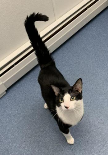 Enlarge Ozzy, a Adoptable Domestic Short Hair in St. Johnsbury, VT image 3/3