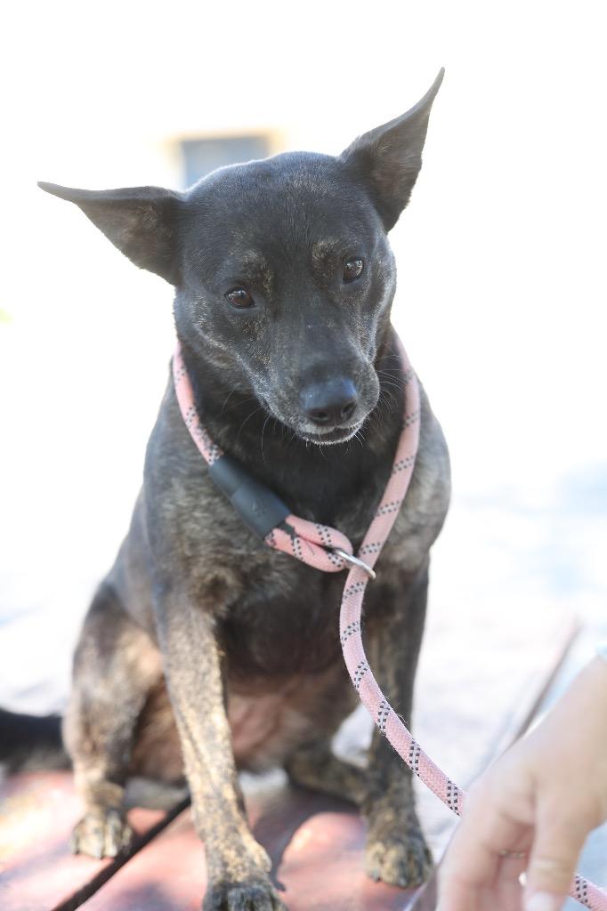 Enlarge Kandace, a Adoptable mixed breed in Dyersburg, TN image 1/6