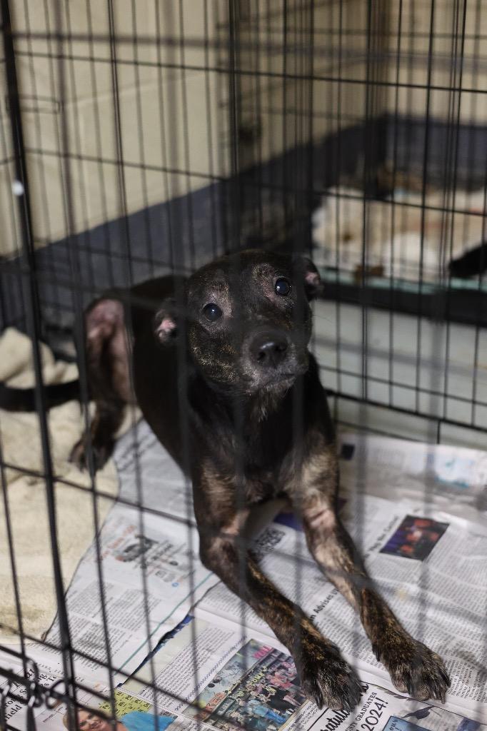 Enlarge Kandace, a Adoptable mixed breed in Dyersburg, TN image 2/6