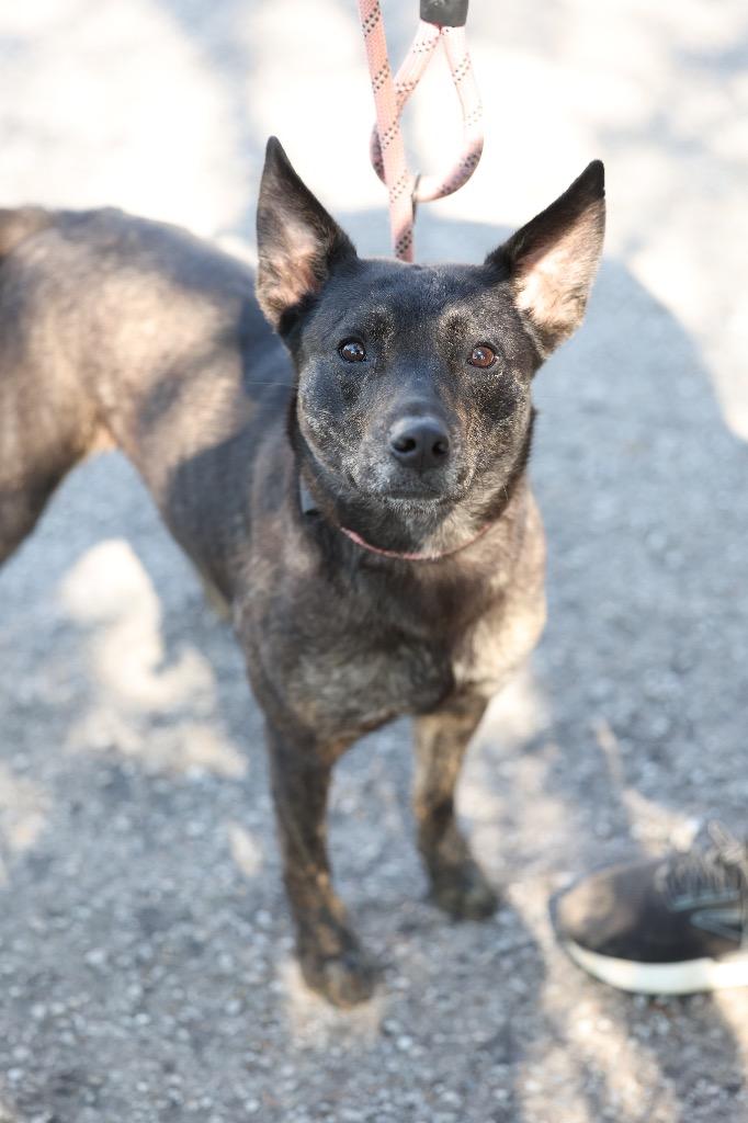 Enlarge Kandace, a Adoptable mixed breed in Dyersburg, TN image 3/6