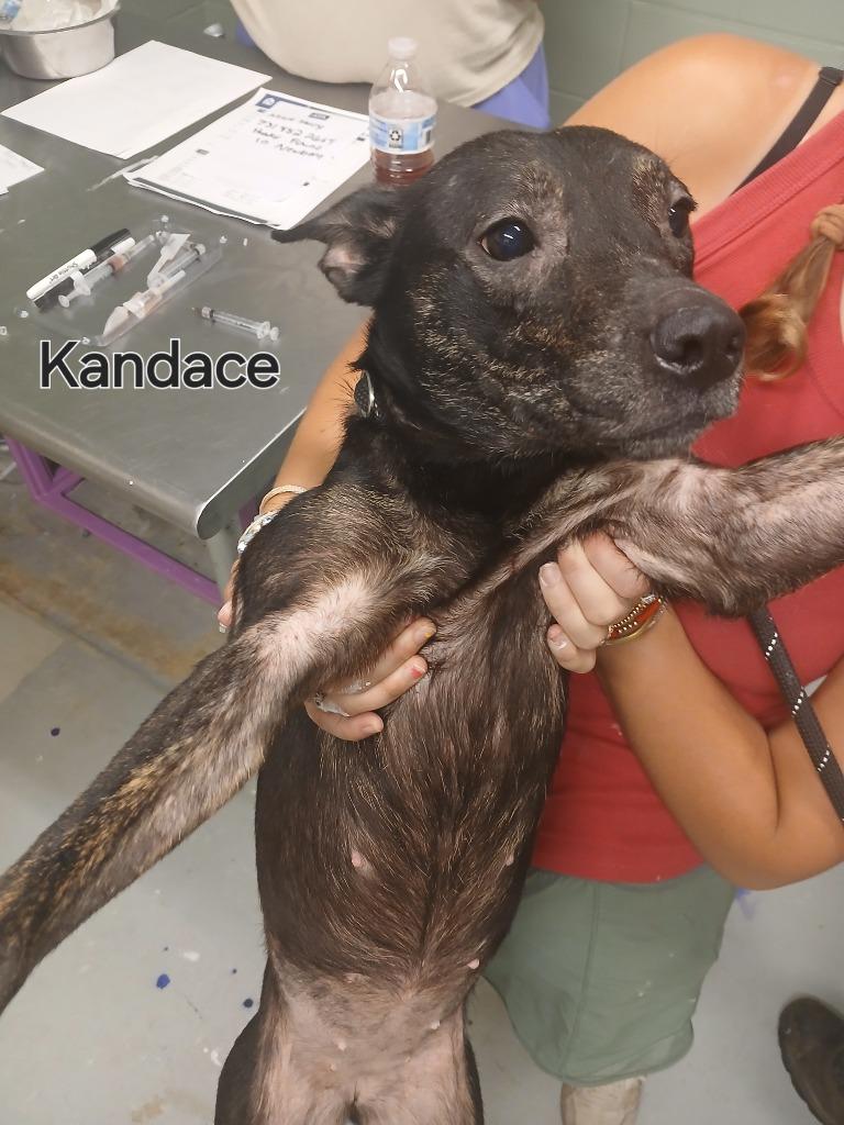 Enlarge Kandace, a Adoptable mixed breed in Dyersburg, TN image 5/6