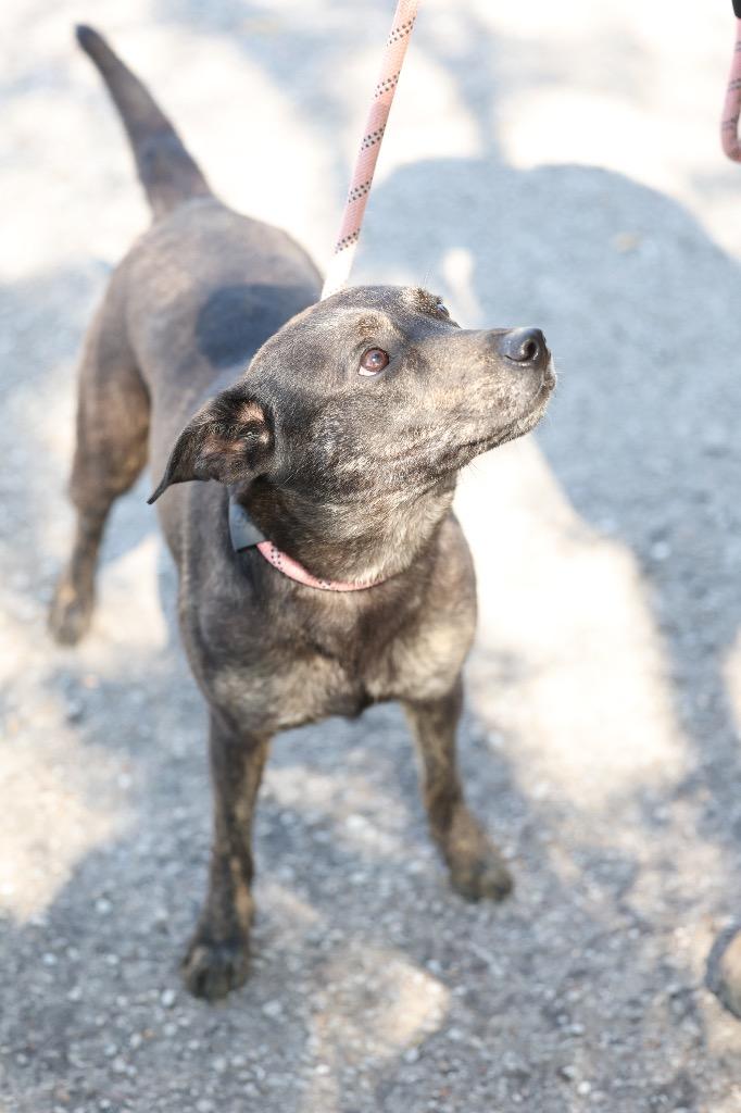 Enlarge Kandace, a Adoptable mixed breed in Dyersburg, TN image 6/6