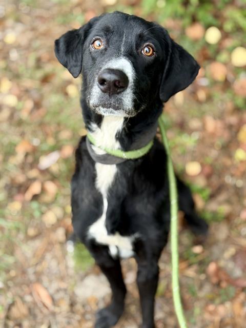 Enlarge HALO, a Adoptable mixed breed in Fort Walton Beach, FL image 1/1