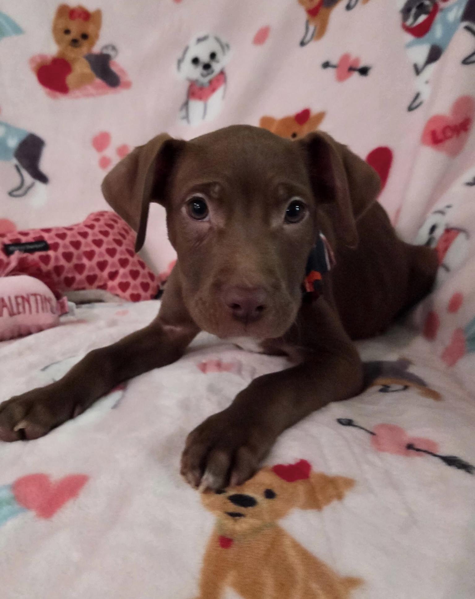 Mcgee, adopted, Puppy Male Labrador Retriever & Boxer.