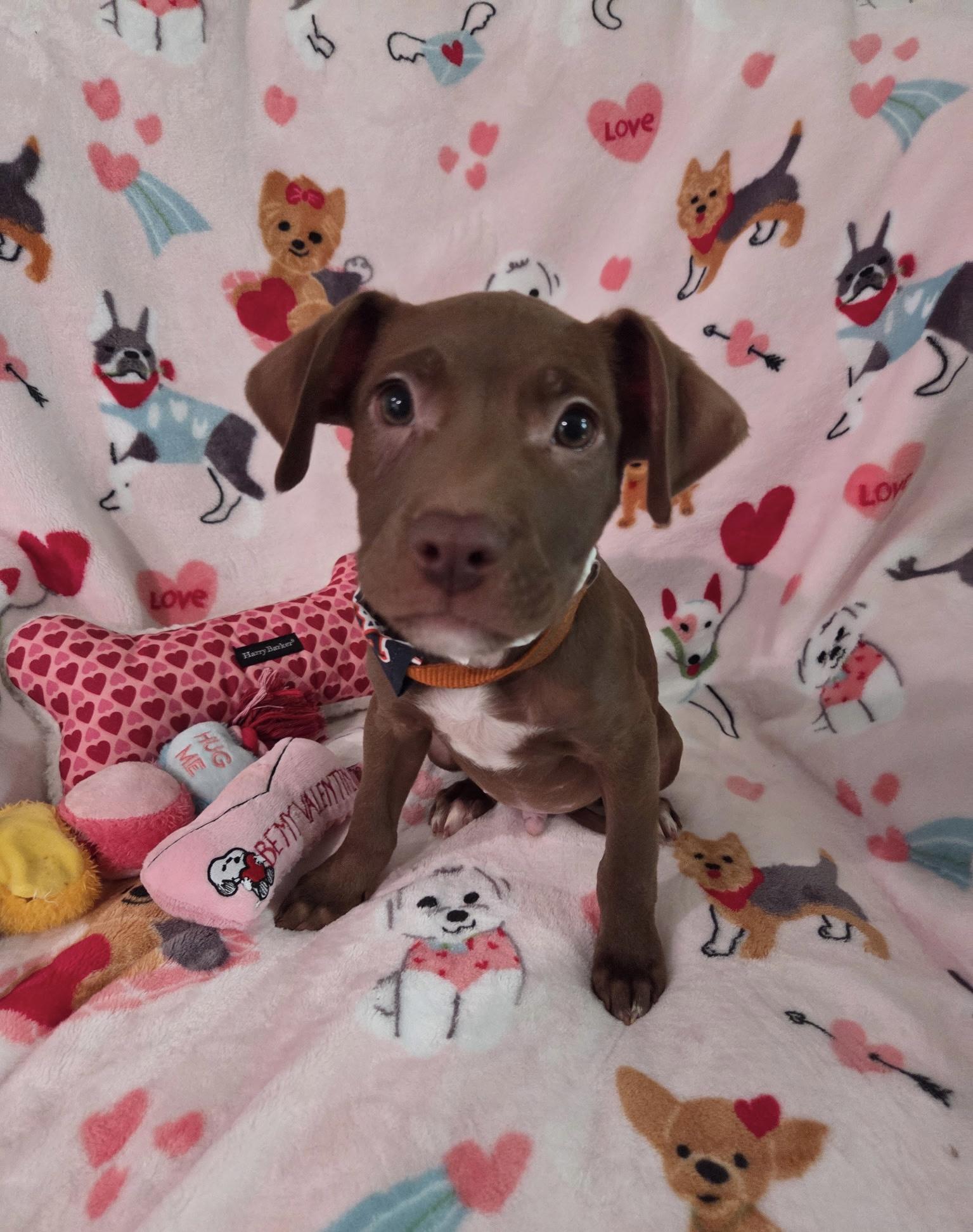 Enlarge Mcgee, an adopted mixed breed in White Lake, MI image 2/6