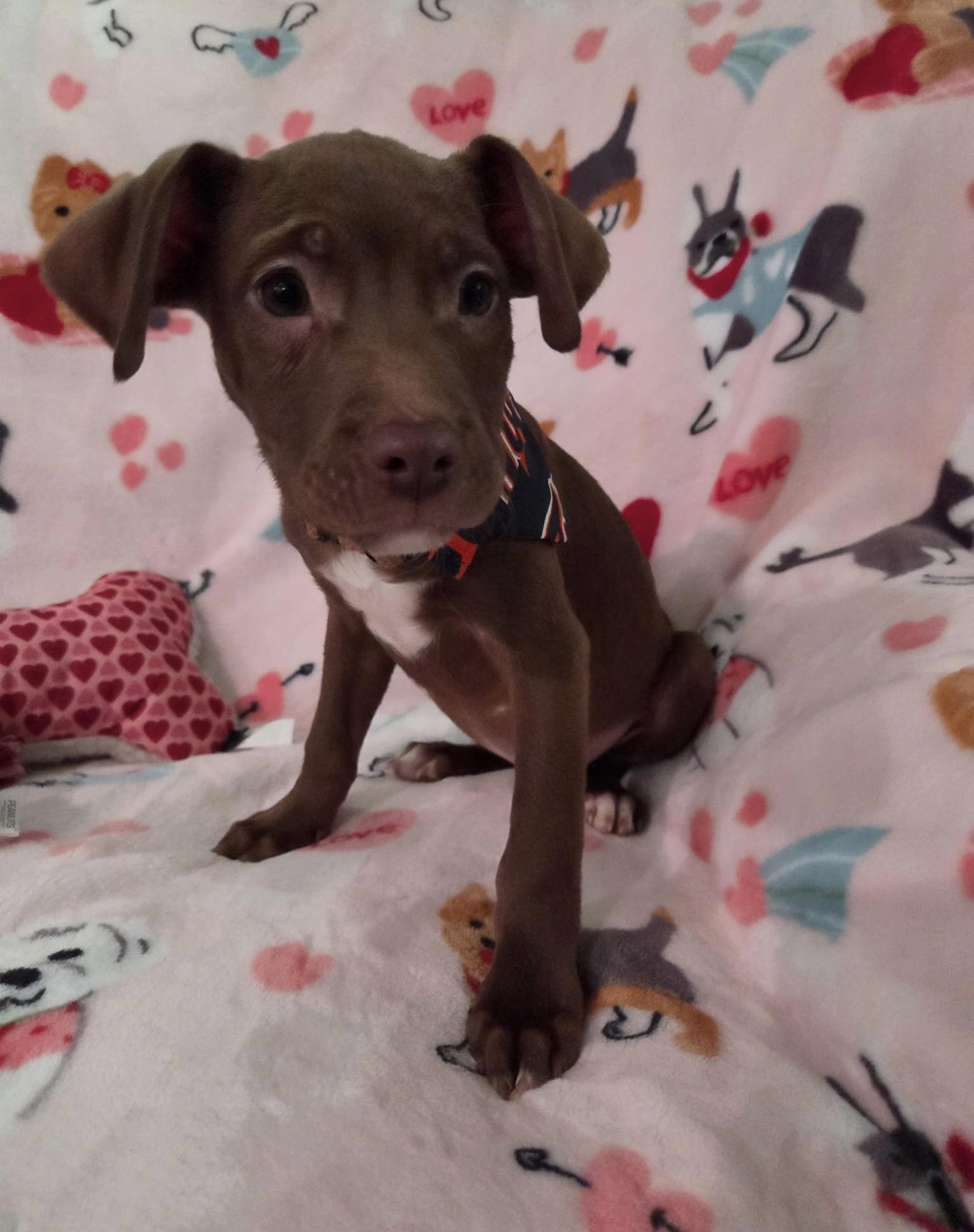 Enlarge Mcgee, an adopted mixed breed in White Lake, MI image 5/6