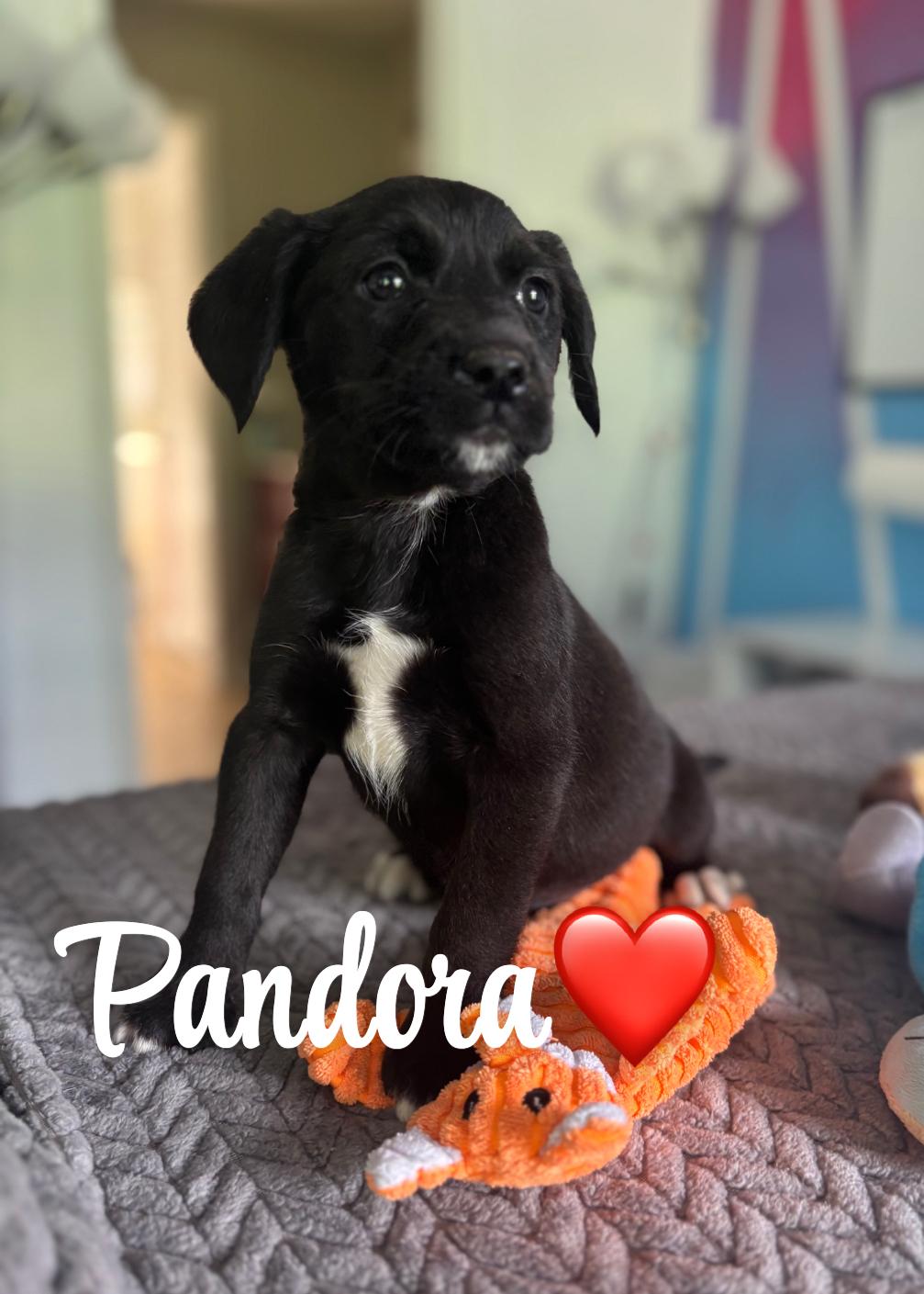 Pandora