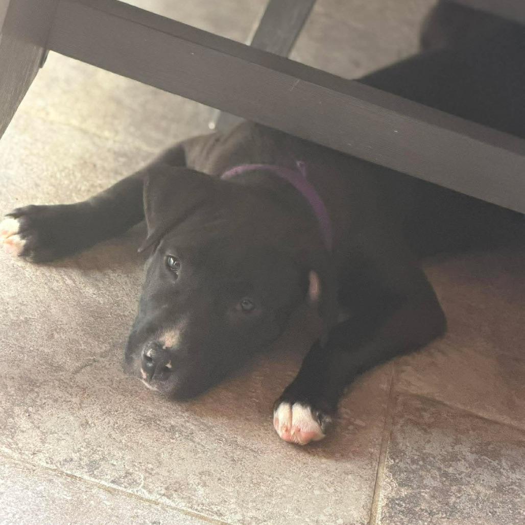 Enlarge Bluey, a Adoptable Pit Bull Terrier in Jarrettsville, MD image 1/6