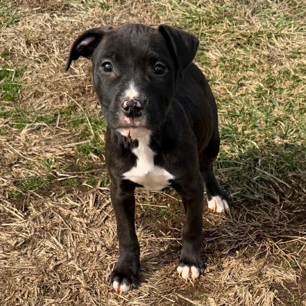 Enlarge Bluey, a Adoptable Pit Bull Terrier in Jarrettsville, MD image 2/6