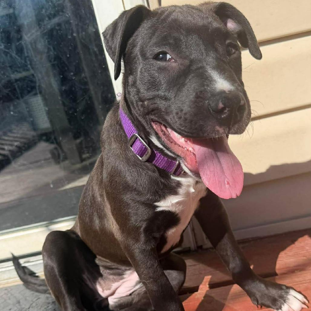 Enlarge Bluey, a Adoptable Pit Bull Terrier in Jarrettsville, MD image 3/6